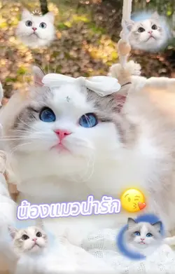 น้องแมวน่ารักคิคุ