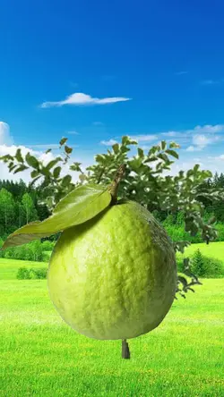 Sweet Guava