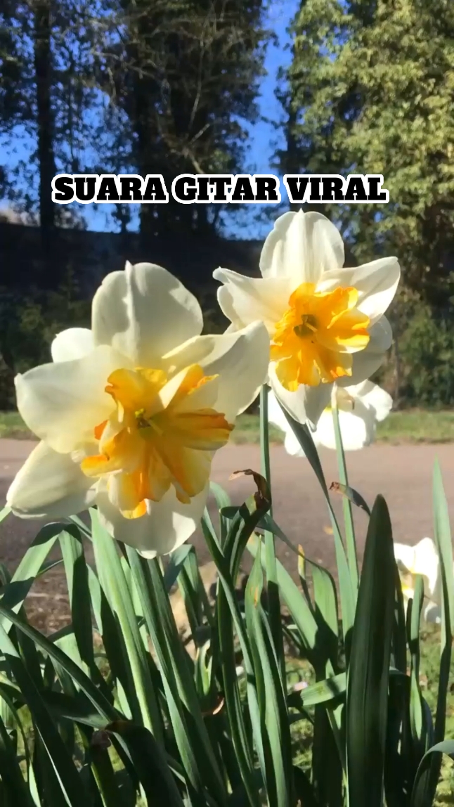 gitar viral