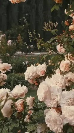 [2] ảnh xịn ⚜️🧃