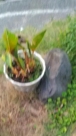 boioboysiapayanglemh