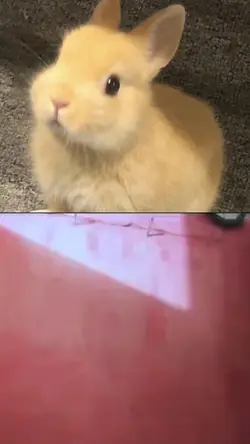 มีมคลั่งรัก 