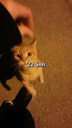 22 ảnhh