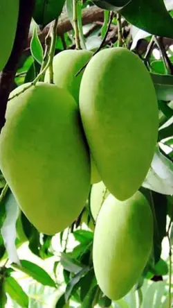 Green Mango