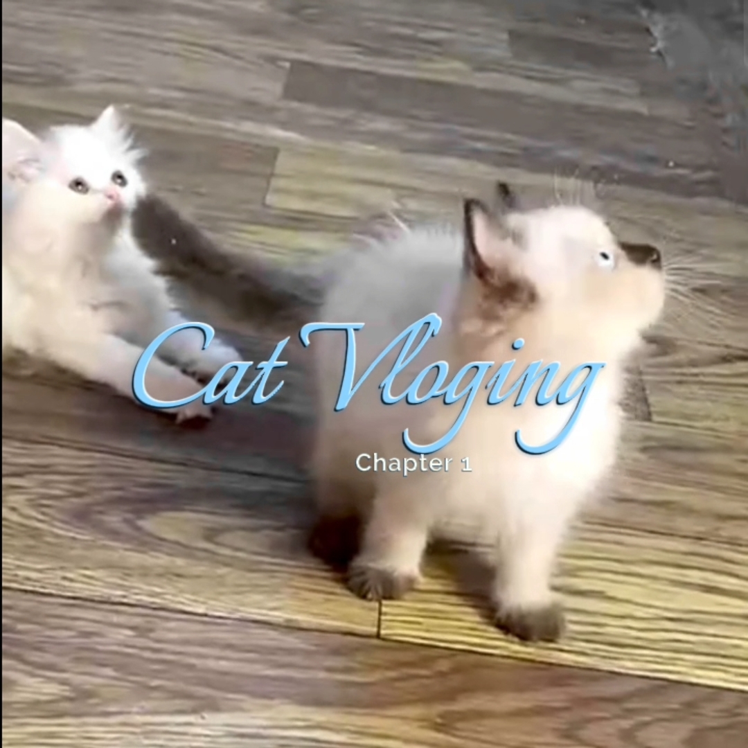 Cat vlog estetik