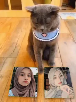 kucing pilih foto