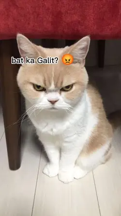 bat ka galit!