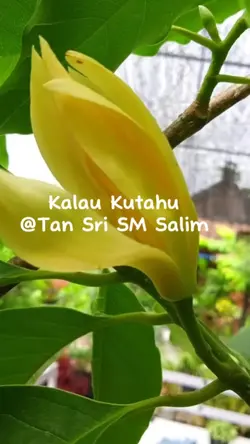 Tan Sri SM Salim