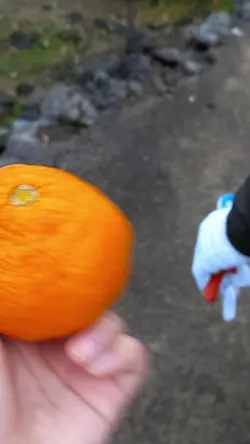 제주도의 푸른밤