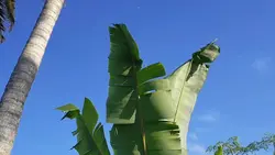 Sinematik JJ Nokomen