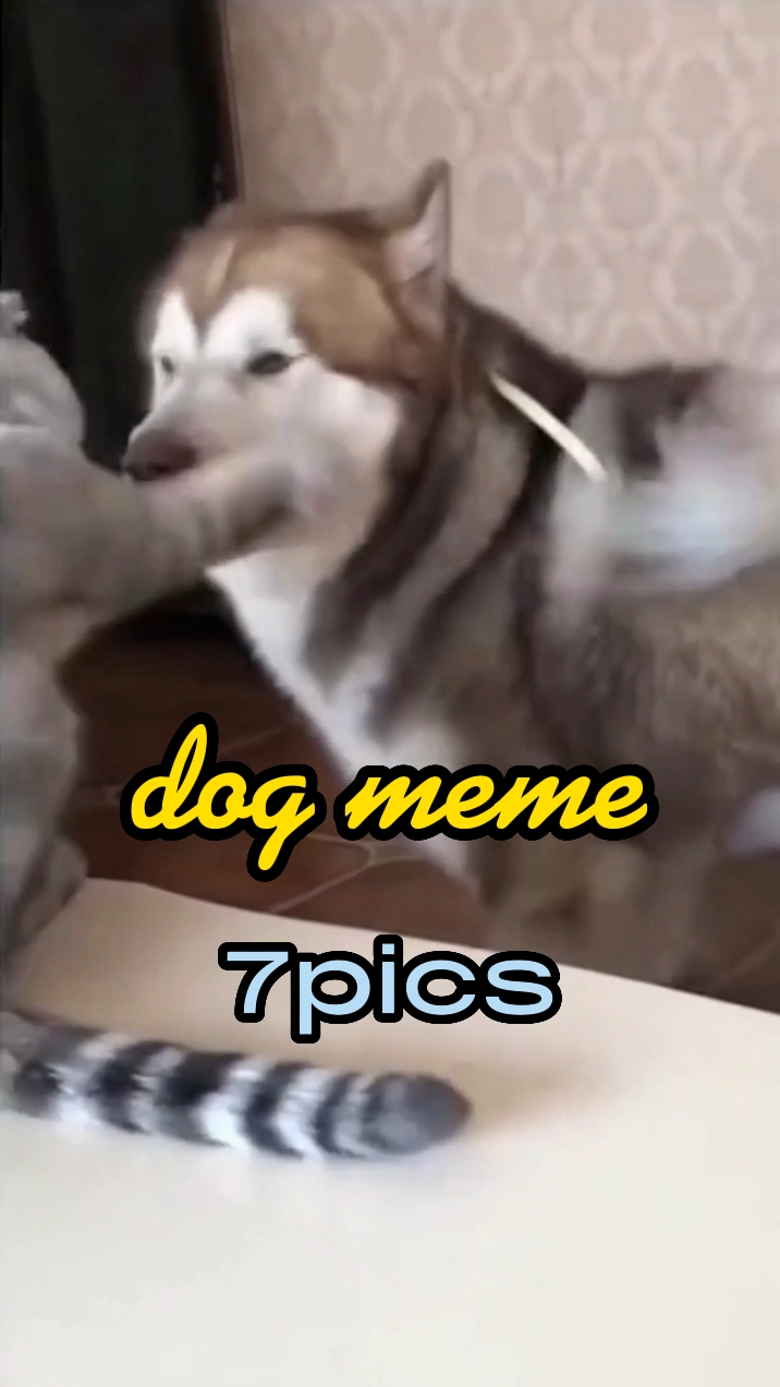 Meme de cachorro