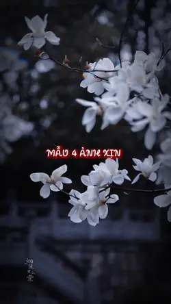 Mẫu 4 ảnh xịn