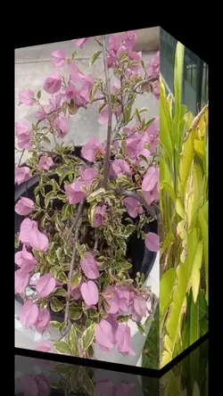 Give me your forever