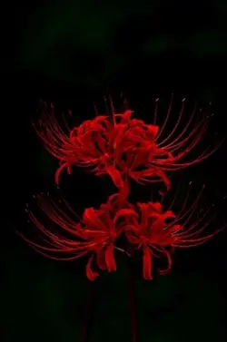 ดอกฮิกันบานะ