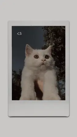 Polaroid Aesthetic