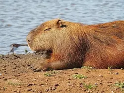 capybara
