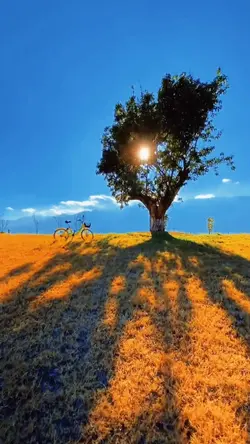 แจกโทนสี