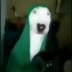 chó gõ chão ra tiếng