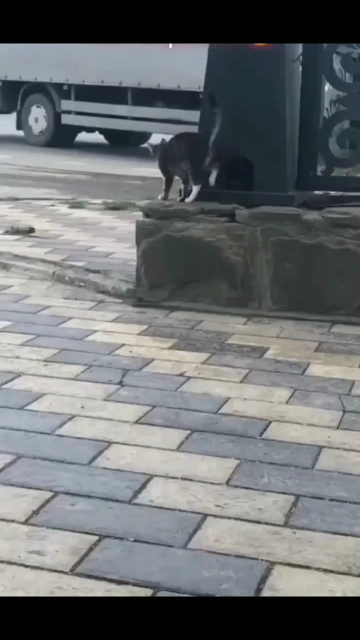 kucing sirkus