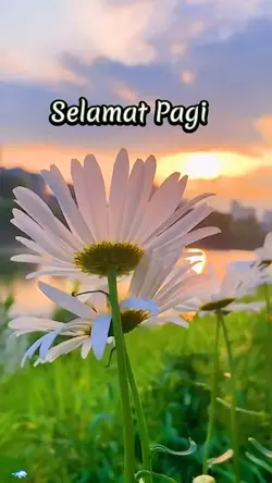 Selamat Pagi 