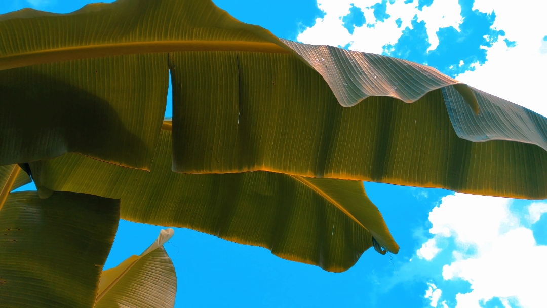 Color grading 