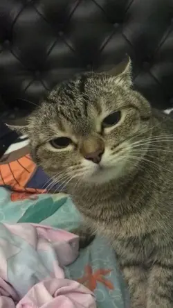 MENTAHAN MEME KUCING