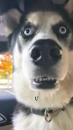 2 hình | troll b bè