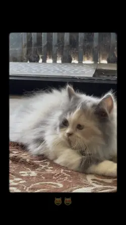 meawww