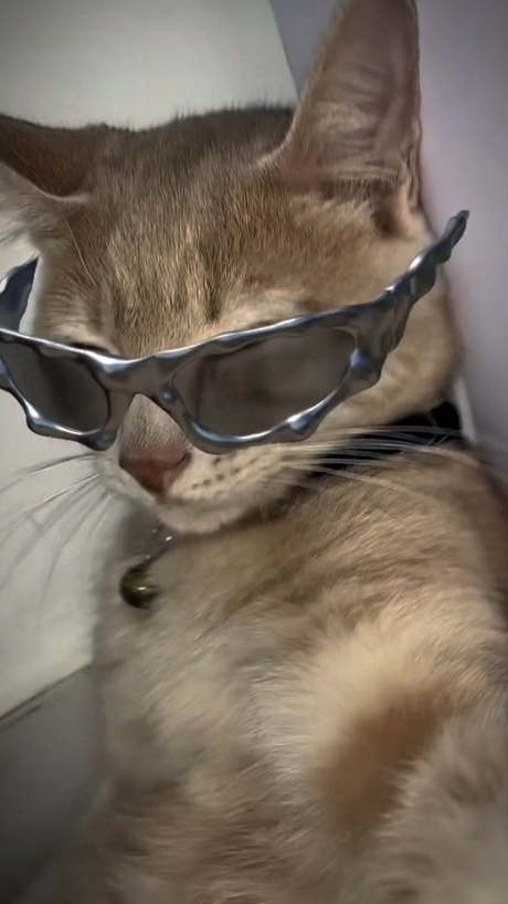 bilis ng pusa