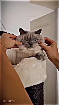 kucing gemoy
