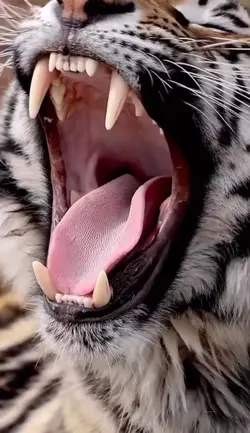 Mentahan Video