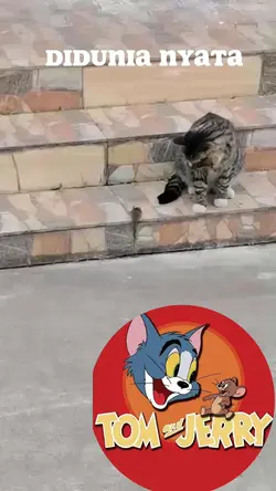 tom & jerry