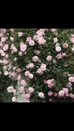 1video 12pic✨
