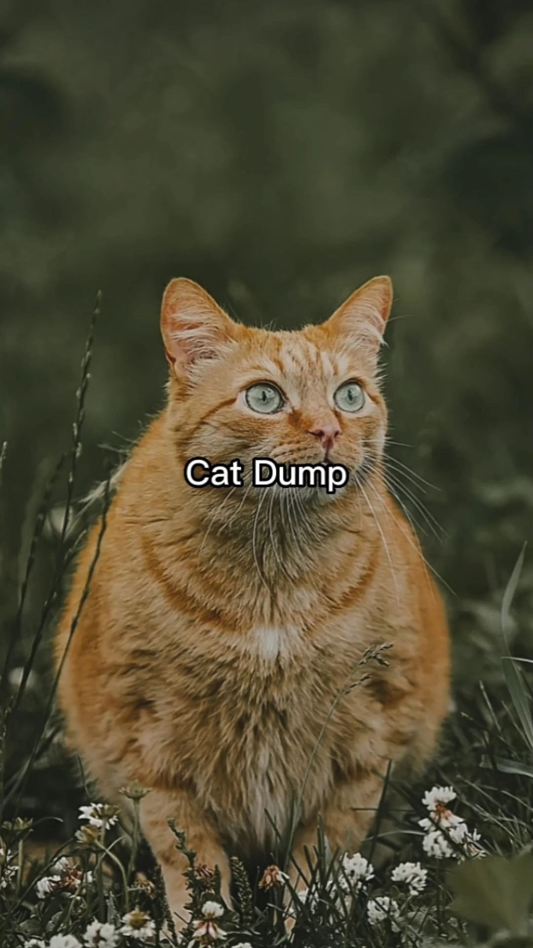 Kedi Dökümü 
