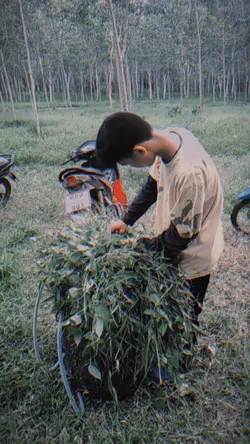 #1รูป#เด็กเลี้ยงวัว