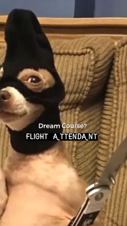 flight attendant