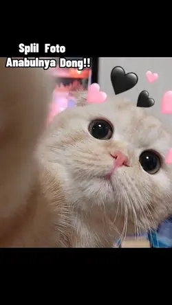 Miu miu lalalala