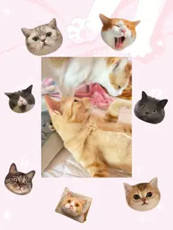 ทาสแมว