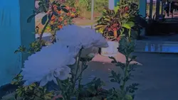 vlog