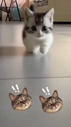 แมวเหมียว