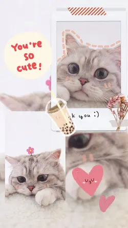 I like cat