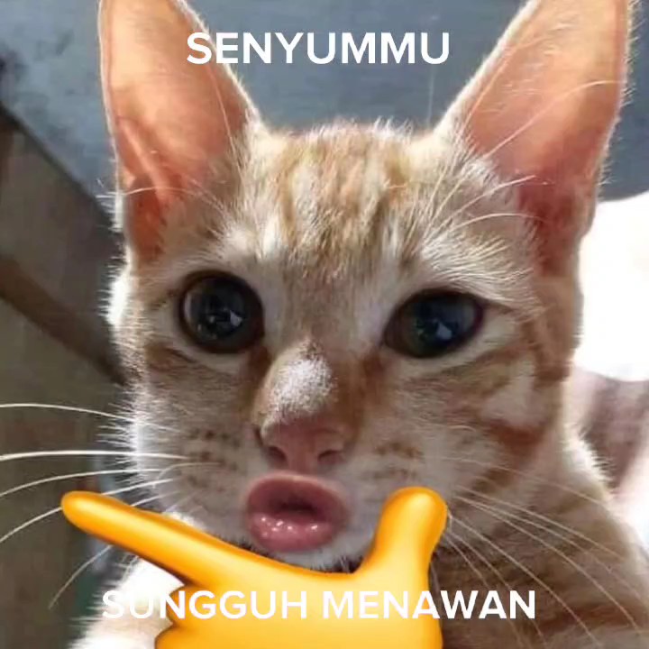 Aib teman lucu