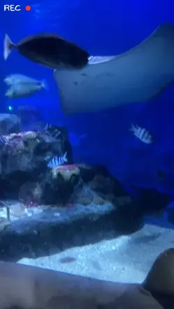 1วิดีโอ+เพลง