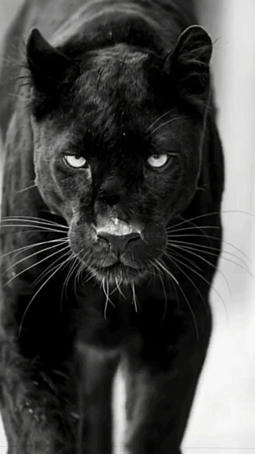 Tigre Solteiro 