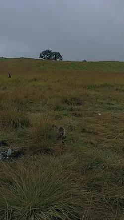 opettt kau ni ape