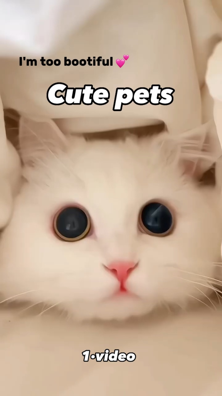 Animais de estimação fofos