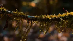 Cinematic healing 