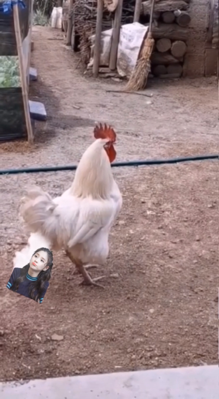 Ayam Kentut