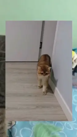 meme tik tok