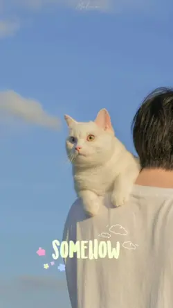 aesthetic.